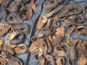 getrocknete-fische